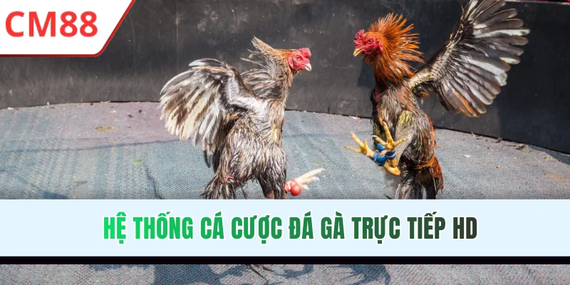 Hệ thống cá cược đá gà trực tiếp HD